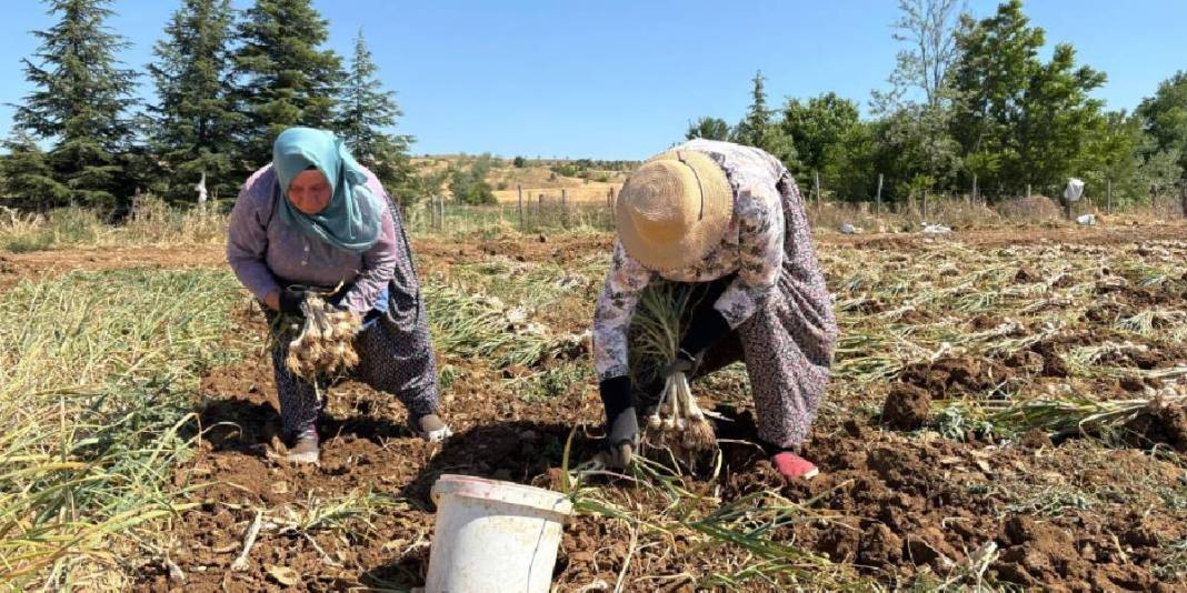 Avrupa Birliği'nce tescillendi adını dünyaya duyurdu! Talep yağan o üründe hasat başladı: Kilosu 230 liraya satılıyor 3